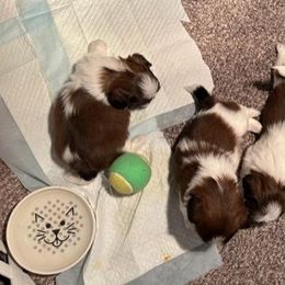 "All 4 puppies that were born (1 boy & 1 girl are still available)" Shih Tzu Puppies from Starr Thomas