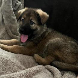 Lake - Sable male German Shepherd puppy in New Martinsville, West Virginia from Hunter K-9