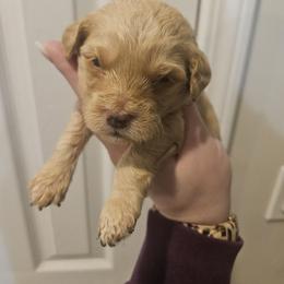 Maggie - Buff and white female Cockapoo puppy in Galena, Illinois from Perry's doodles