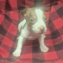 Odin - White and chocolate male Teddy Roosevelt Terrier puppy in Murray, Kentucky from Froschwald German Shepherds and Xanadu Teddy Roosevelt Terriers