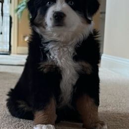 Miniature Australian Shepherd Puppies from Liberty Luck Mini Aussies