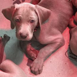 Vizsla and Weimaraner Puppies from Midwest Dream