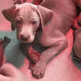 Vizsla and Weimaraner Puppies from Midwest Dream