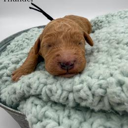 Thunder - Red  male Goldendoodle puppy in Sunman, Indiana from Brunsman Country Doodles LLC