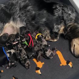 Dachshund puppies from Delta Dachshunds