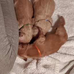 Golden Retriever Puppies from Kim Kelley
