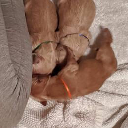 Golden Retriever Puppies from Kim Kelley
