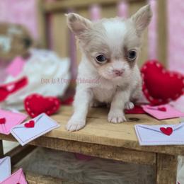 Grinch 3500 - Merle male Chihuahua puppy in Piqua, Kansas from Cute As A Cupcake Chihuahuas