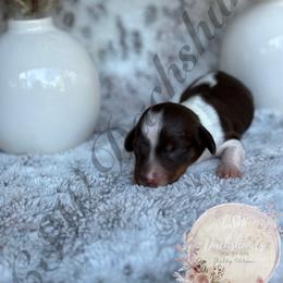 Dachshund Puppies from CSW Dachshunds