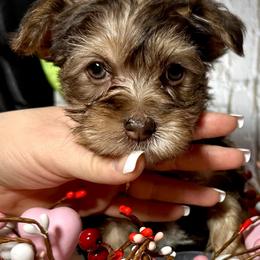 Blossom Yorkie mix - Chocolate and tan female Yorkshire Terrier puppy in Redford Township, Michigan from Sweet and Sassy Pups