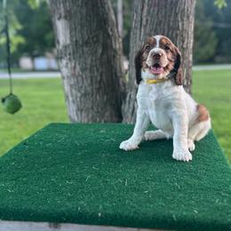 Hazel - Liver white and tan female English Springer Spaniel puppy in Braidwood, Illinois from A & R Springers