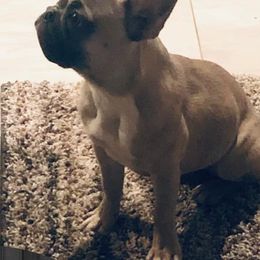 Boston Terriers and French Bulldogs from Bree’s Bostons & Buddies