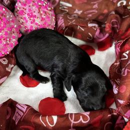 Nara - Black female Dachshund puppy in Sheridan, Arkansas from Farmhouse Dachshunds