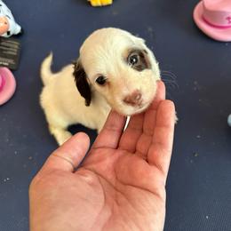 White Pearl - Dapple female Dachshund puppy in Lincolnwood, Illinois from Gulfishan Kennels