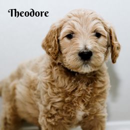 Goldendoodle Puppies from Alaya Rae doodles