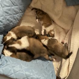 Shetland Sheepdog Puppies from BranGay Shetland Sheepdogs Since 1971