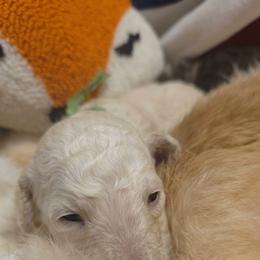 Poodle Puppies from Patriot Noble Paws