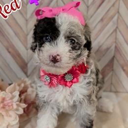 Goldendoodle and Shihpoo Puppies from Bellady's Shihpoos