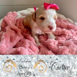 Cartier (hot pink) - Blenheim female Cavapoo puppy in West Haven, Utah from Harper Haven Cavapoos & Doodles