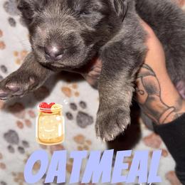 Oatmeal - Blue female German Shepherd puppy in Fort Jennings, Ohio from Von Holtzapple German shepherds