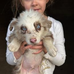 Panda - Red merle male Australian Shepherd puppy in Four Oaks, North Carolina from RoseWest Farms