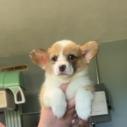 Kiwi - Sable merle and white female American Corgi puppy in Bloomfield, Iowa from Beebe’s Corgis | Seven B Corgi Co