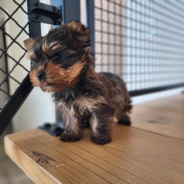 Yorkshire Terrier Puppies from North Texas AKC Yorkies