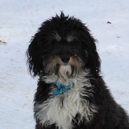 Lexi - Aussiedoodle