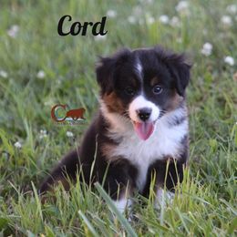 Miniature Australian Shepherd and Toy Australian Shepherd Puppies from Clay Creek Aussies