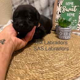 Brownie - Black male Labrador Retriever puppy in Wittmann, Arizona from AM Labradors
