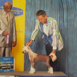 Bonkers - Chinese Crested