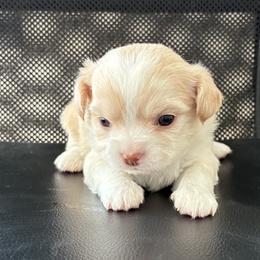 Theo - Cream male Chihuahua puppy in Red Bluff, California from Lane’s Little Long Coats