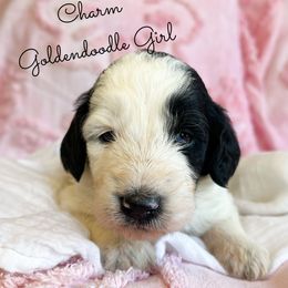 Charm - Parti female Goldendoodle puppy in Grove, Oklahoma from Guinn Family Farms