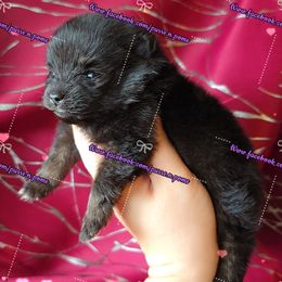Girl 1 - Black and tan female Pomeranian puppy in Albany, Oregon from Purrs N Poms