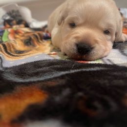 O the Owl (Blue collar) - Yellow Labrador Retriever puppy in Eugene, Oregon from LakeHouse Labrador Retriever LLC