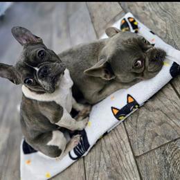 Cupcake - Brindle female French Bulldog puppy in Lubbock, Texas from West Texas Dachshunds LLC