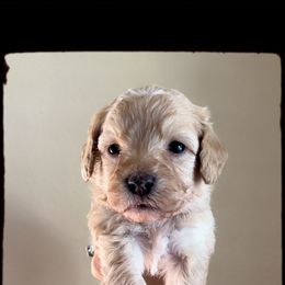 Bernedoodles and Goldendoodles from Over the Moon Poodles and Doodles