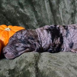 Cookie - Blue merle female Sheepadoodle puppy in Austin, Texas from Darling Doodles