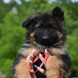 Ruby - Black and red female German Shepherd puppy in Azle, Texas from Nuckols-Alsup Canines German Shepherds