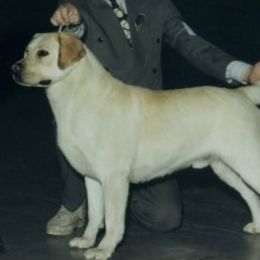 Labrador Retrievers from Debkens Labradors