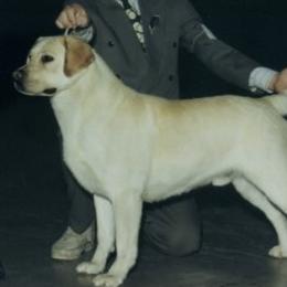Labrador Retrievers from Debkens Labradors