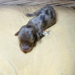 Salem - Dapple male Dachshund puppy in Cave City, Kentucky from Mammoth Cave Dachshunds
