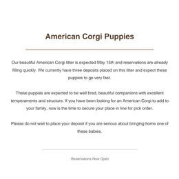 American Corgi puppies from WeVolution Off-Grid