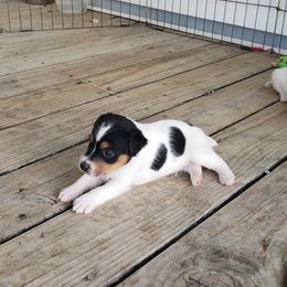 Jack Russell Terrier Puppies from Smokin Pistol Jack Russell Terriers