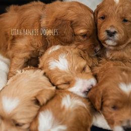 Goldendoodles from Yankee Doodles