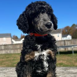 Slash - Phantom male Poodle puppy in Denton, Maryland from Cajun Girl Kennels