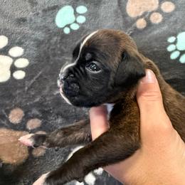 Girl 1 - Brindle female Boxer puppy in Newfoundland, Pennsylvania from Poconopaws