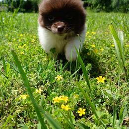 Fiona - Chocolate parti female Pomeranian puppy in Ada, Oklahoma from Once Upon A Fluff
