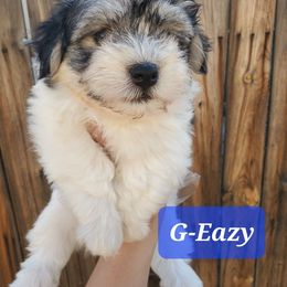 G-Eazy - Black and white male Havanese puppy in Wasco, California from Havaneses de Santillan