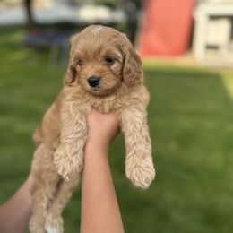 Wasabi - Red male Assorted Doodle Crosses puppy in Smithfield, Utah from Golden Palms Puppies